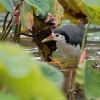 Chrastal beloprsy - Amaurornis phoenicurus - White-breasted Waterhen o2472